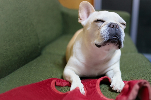 minoペットドライヤー